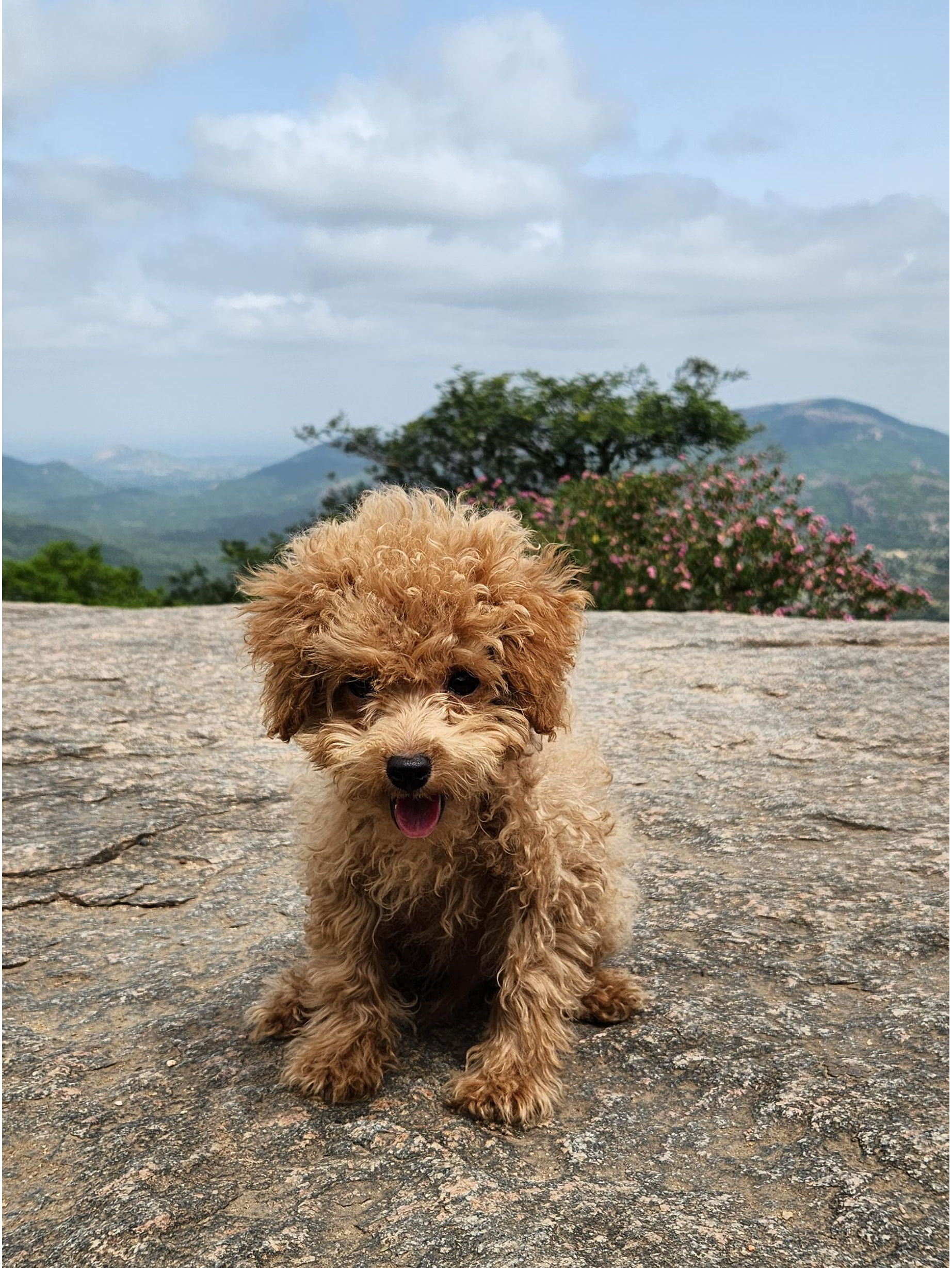 Loco - the fluffy boy